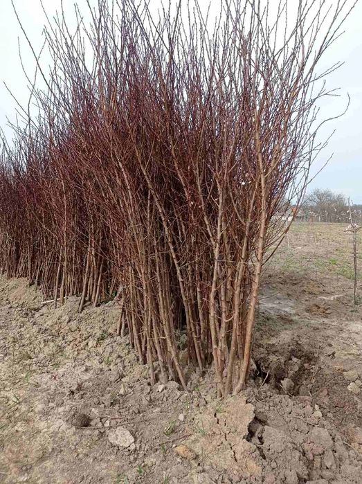 Саджанці : абрикоса, персик, черешня, вишня, слива, груша