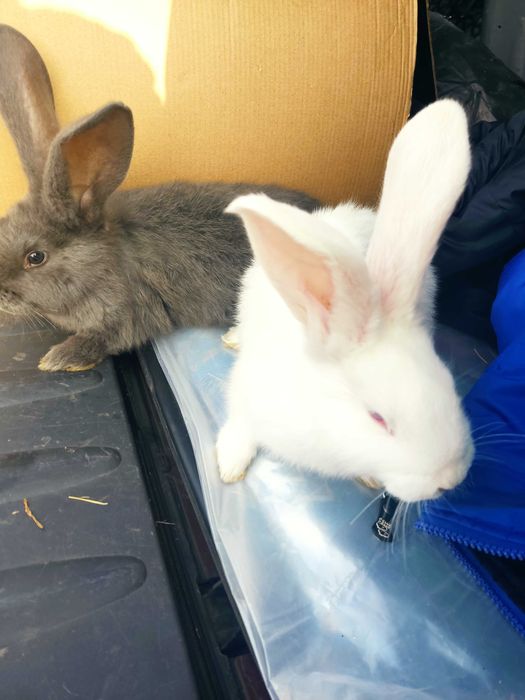 Кролики.продажа.