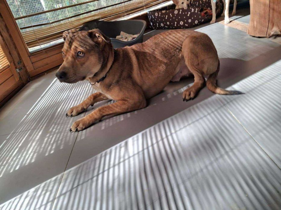 Młody i uroczy Ciastek szuka domu (pies do adopcji)