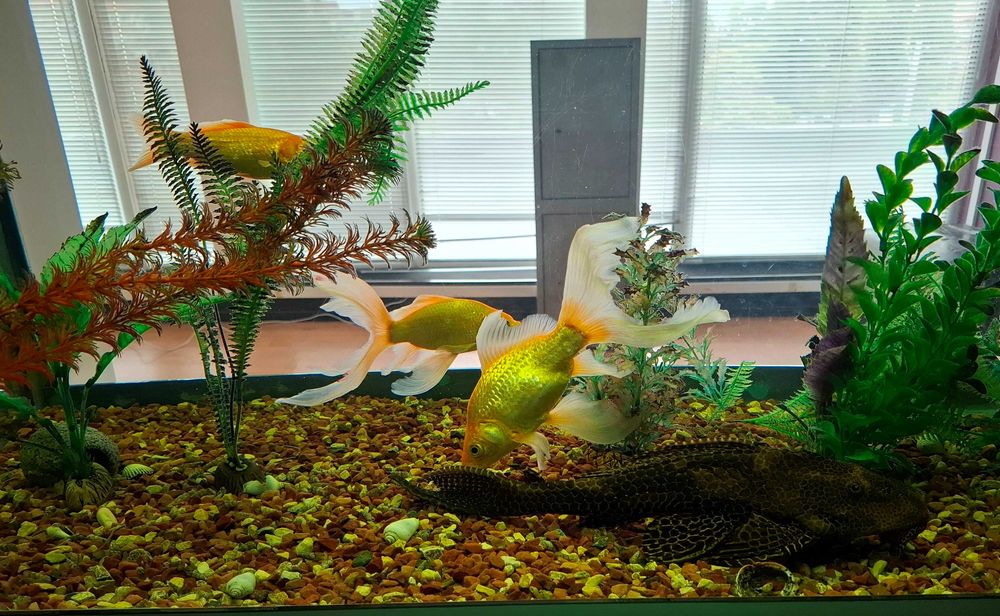 Великі золоті рибки