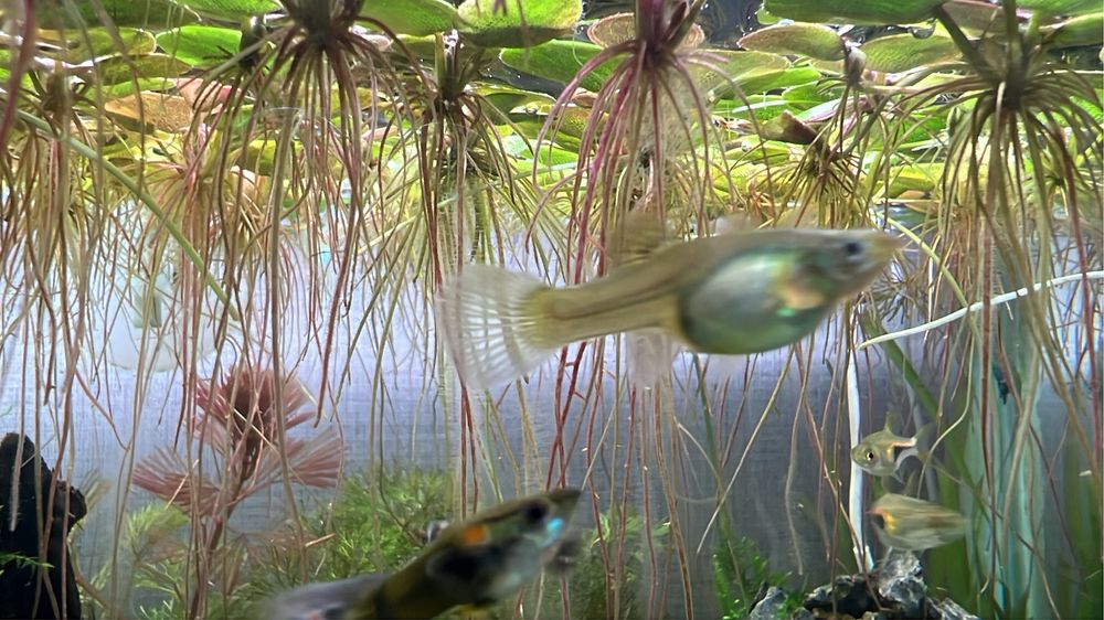 Vendo Guppies/guppys juvenis