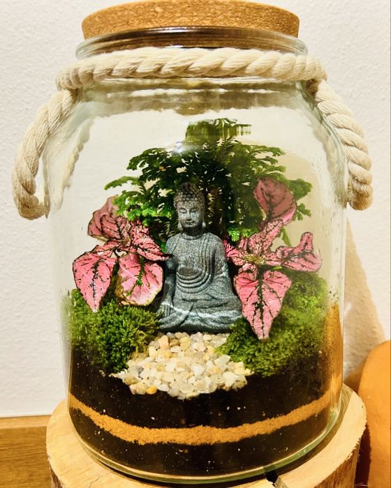 Terrários - plantas interiores