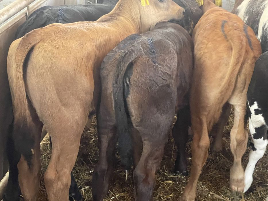 Cielaki byczki jałóweczki odsadki