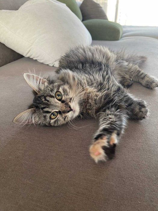 Кися в поиске любящей семьи!