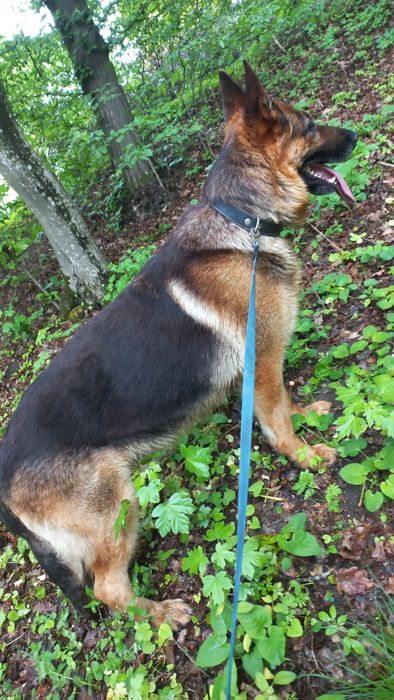 В'язка німецька вівчарка