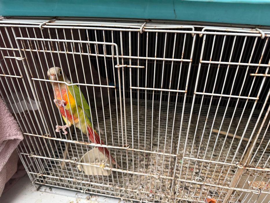 Vendo vários pássaros