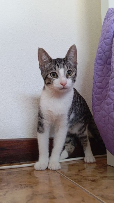 Johnny,  para adoção