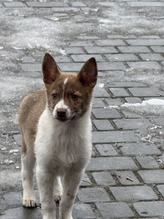 Прилаштовується цуцик