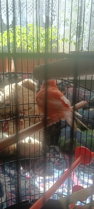 Kanarek samiec sprzedam