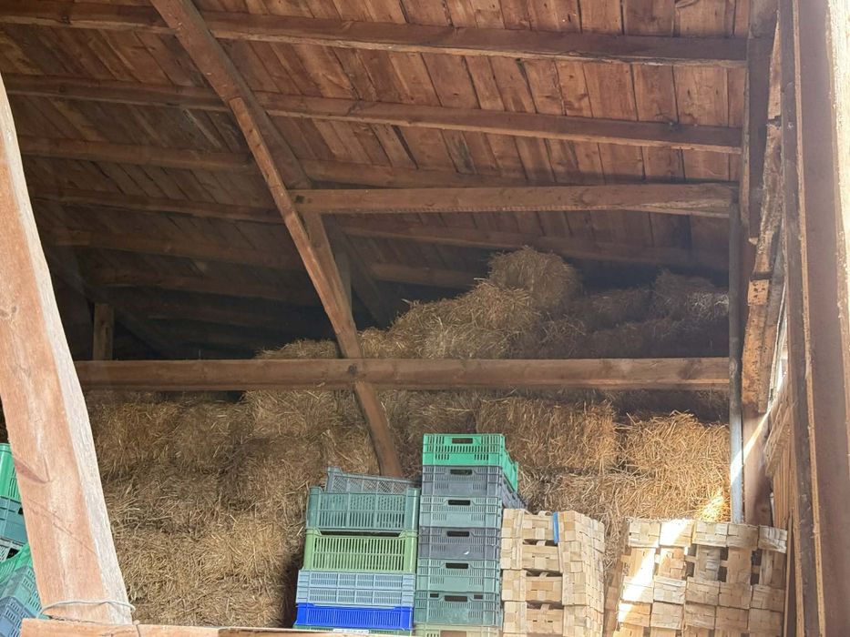 Słoma luzem i w kostach ZA DARMO