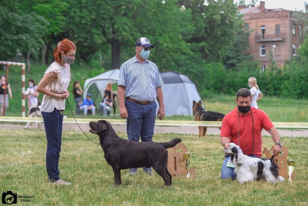 Открыт для вязок молодой, перспективный кобель лабрадор ретривер!