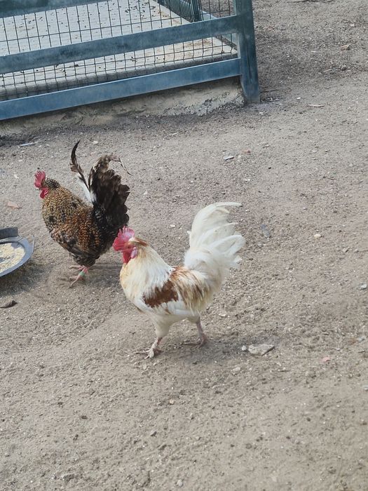 Vendo galos de varias cores