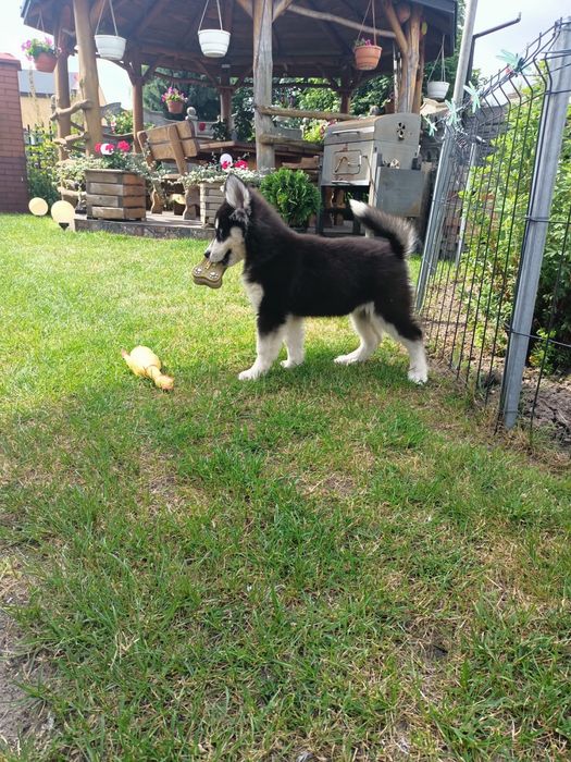 Syberian Husky Sunia