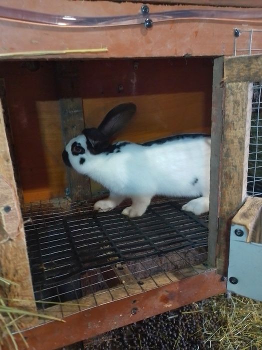 Німецький строкач