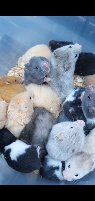 Хомяк большой выбор окрасов королевские хомячки доставка джунгарик