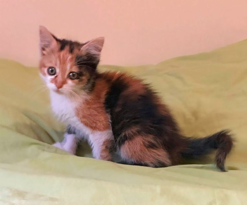 Кошенятка шукають дім