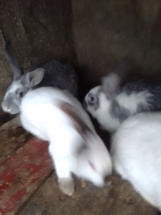 Продаються кролі.