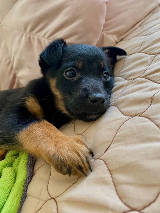 песика у добрі руки хлопчик Міша безкоштовно