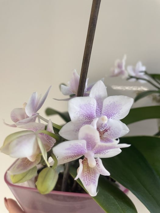 Soga Bianca сортова орхідея з 2 дітками