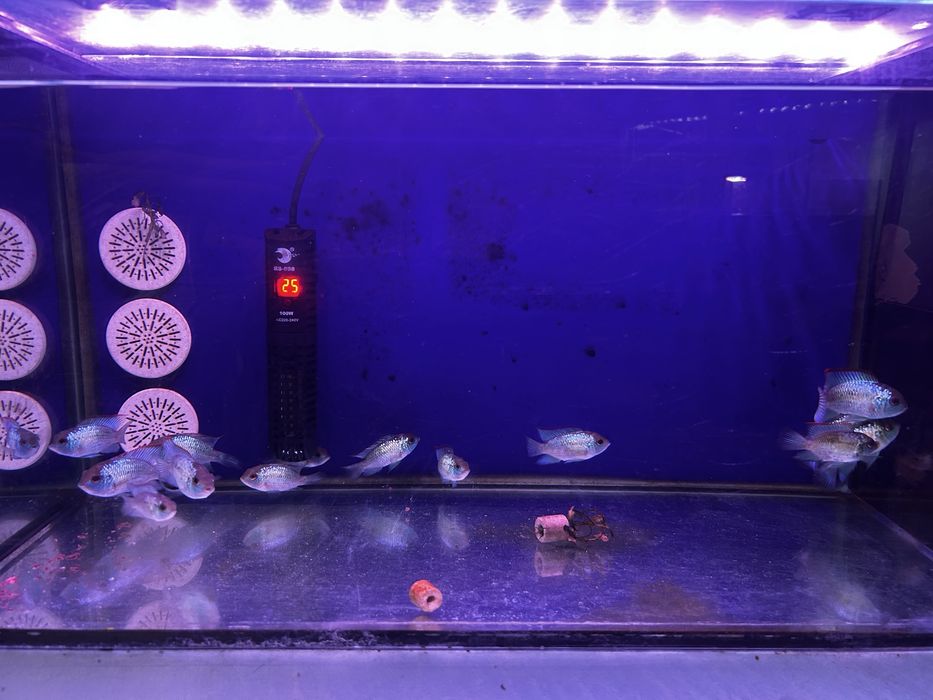 Acara eletric blue