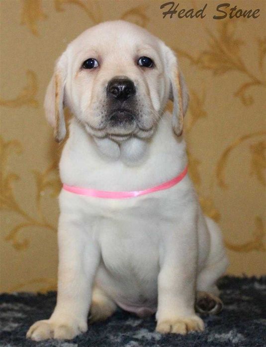 Щенки Лабрадора ретривера