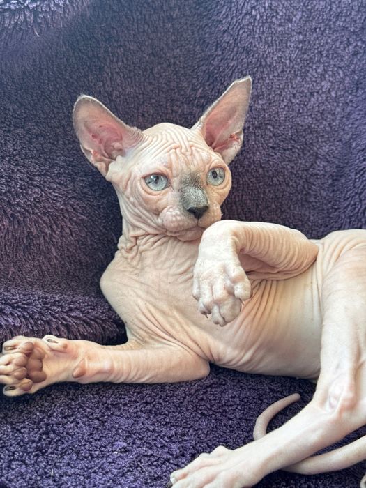 Сфінкс кошеня хлопчик