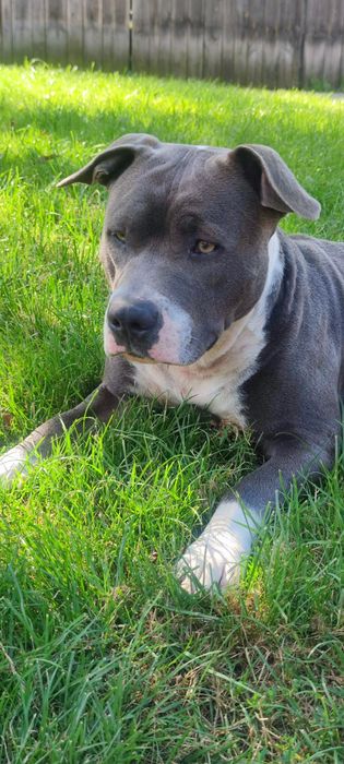 szczeniak w rasie Amstaff