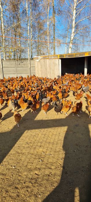 Kury Nioski z pierwszym jajkiem. 25tyg Rosa Leghorn Sonia.TRANSPORT