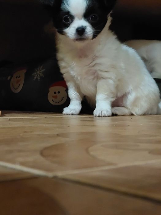 крошки  малышки чихуашки