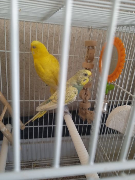 Casal de Piriquitos Australianos reprodutores