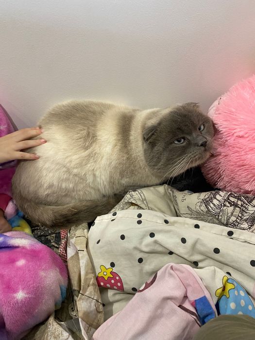 Британський котик