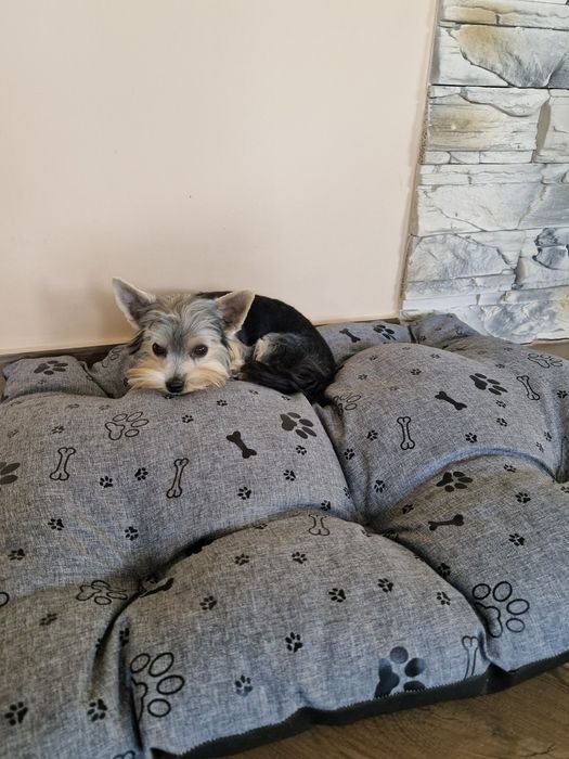 Yorkshire Terrier Malutki Piesek szuka kochającej rodzinki :-)