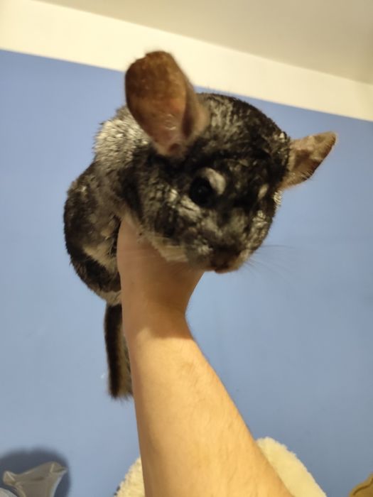 Szynszyle z wolierą odsprzedam