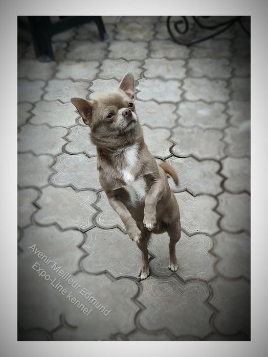 Лімон пропонує лапку чіхуашечкам! FCI - КСУ.