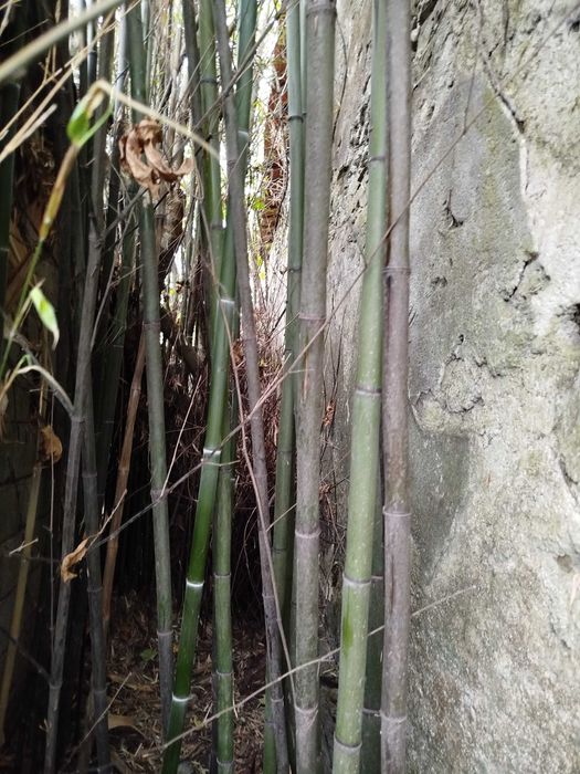 Lote de 10 Canas da Índia com metro e meio, para decorações.