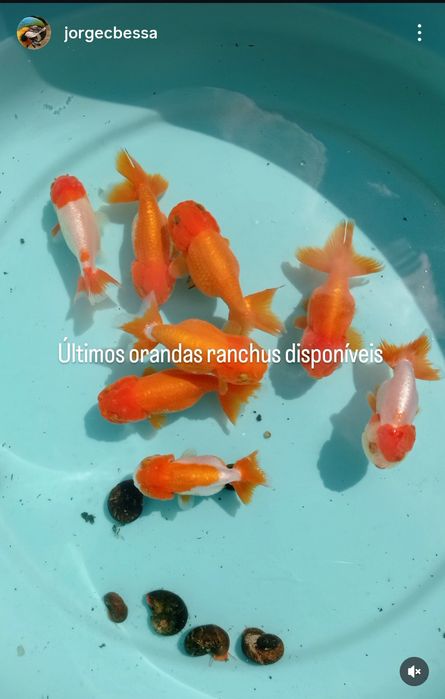 Orandas goldfish ranchus cabeça de leão