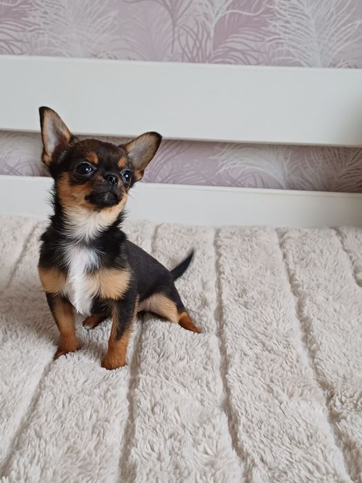 Супер міні казкова дівчинка