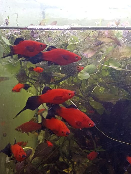 Продам пецилия Редиска чистая линия, яркий насыщенный окрас