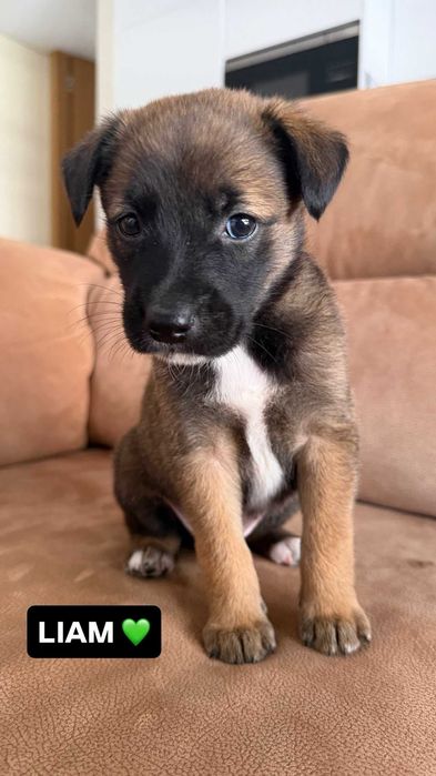 Cãeszinhos bebés para adoção responsável
