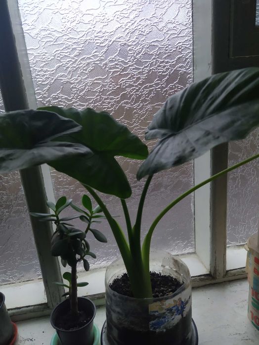 Кімнатні рослини