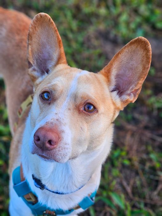 Ufo - piękny biało rudy uszatek. Adopcja