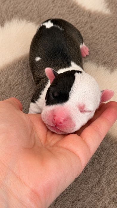 American Staffordshire Terrier