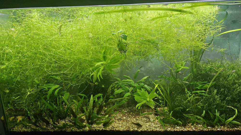 Plantas  de aquário