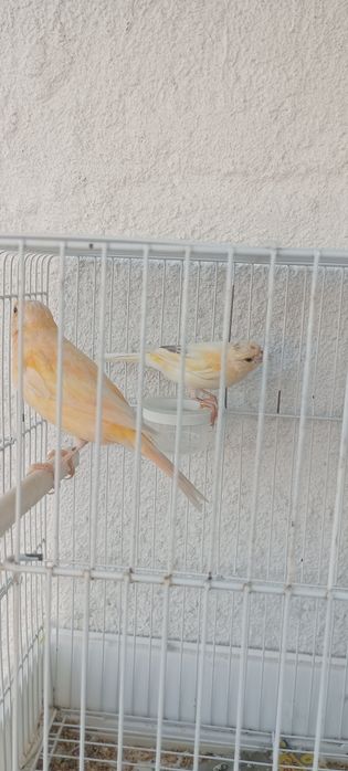 Casal de canários