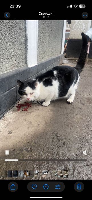 Котик до року  кіт