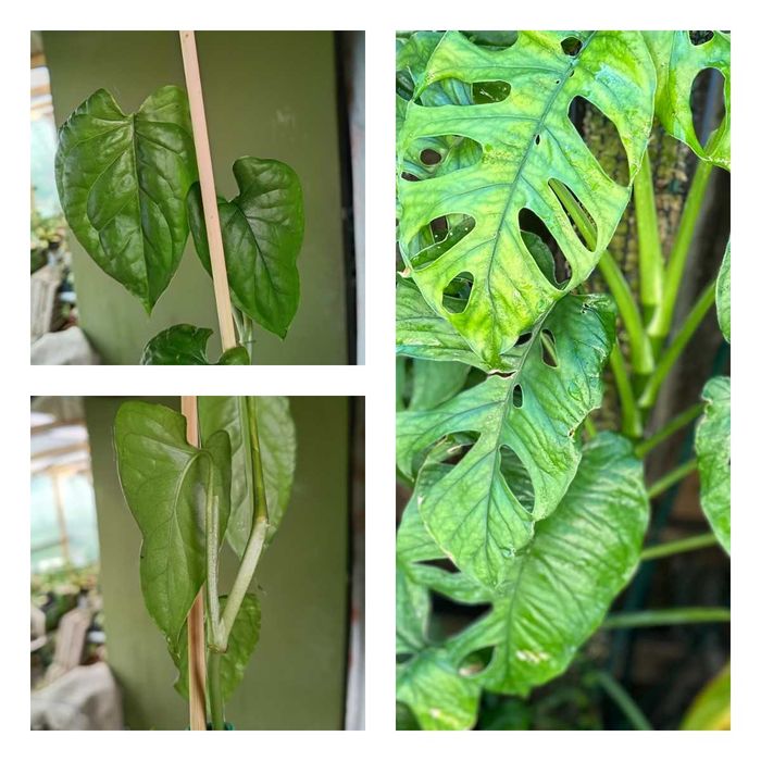 monstera -ponad 50 odmian