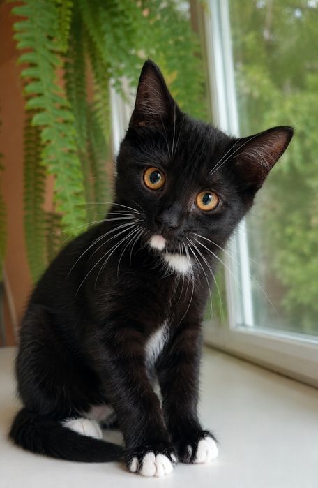 Маленькая чёрная котёнок девочка в белых носочках ищет дом! Котята в хорошие руки!