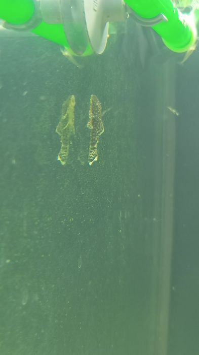 Ancistrus 2 - 3 cm