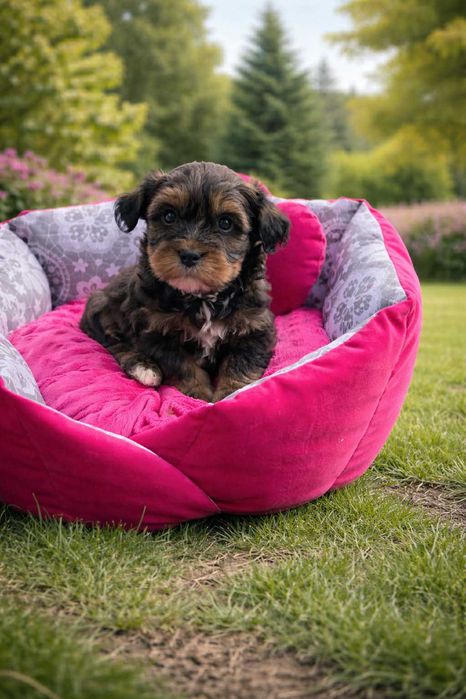 Hawańczyk - Cudowna Wenus