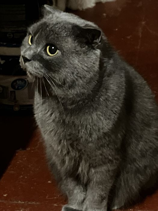 Попелястий Матвій